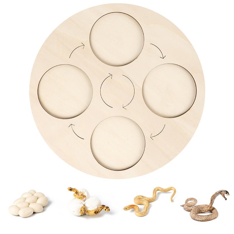 Science And Education Cognitive Toys 0.4 Simulation Animal And Plant Model Life Growth Cycle Teaching Aids For Young Children - KIWI UNIVERS