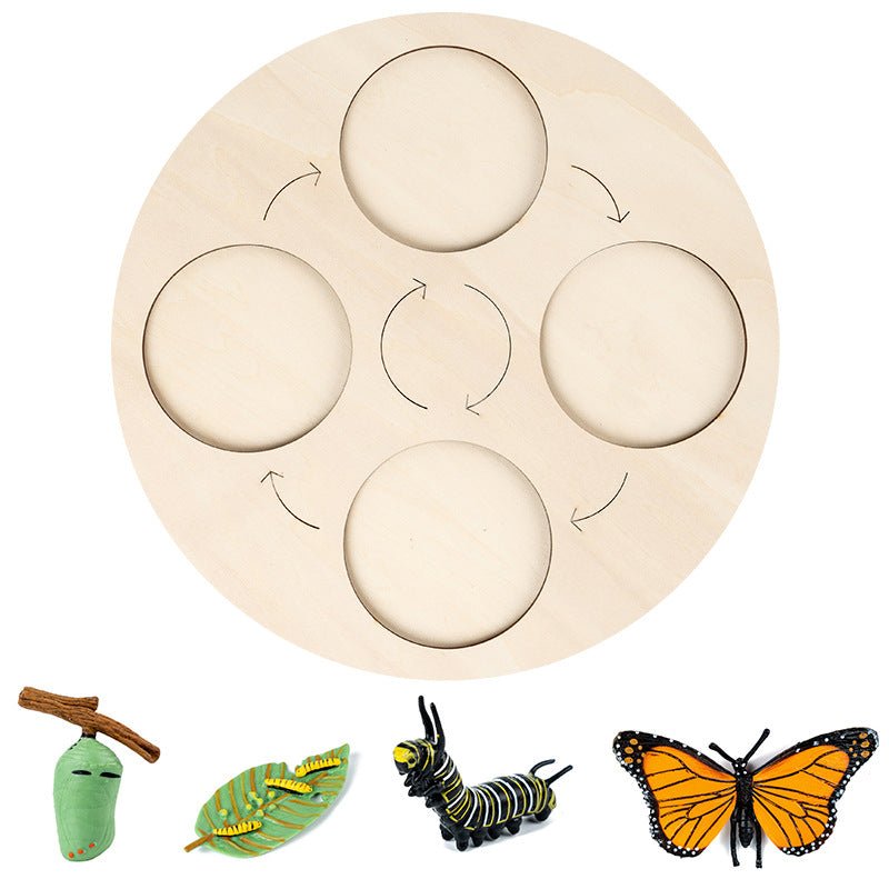 Modèle insecte éducatif - cycle de vie - KIWI UNIVERS