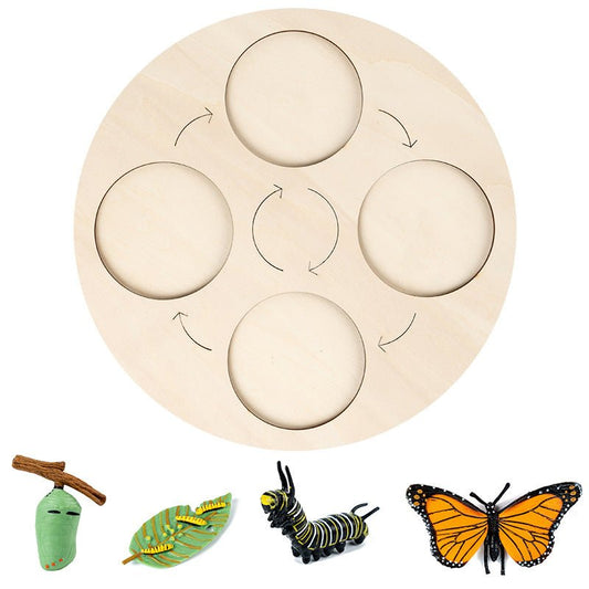 Modèle insecte éducatif - cycle de vie - KIWI UNIVERS