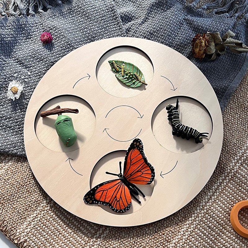 Modèle insecte éducatif - cycle de vie - KIWI UNIVERS