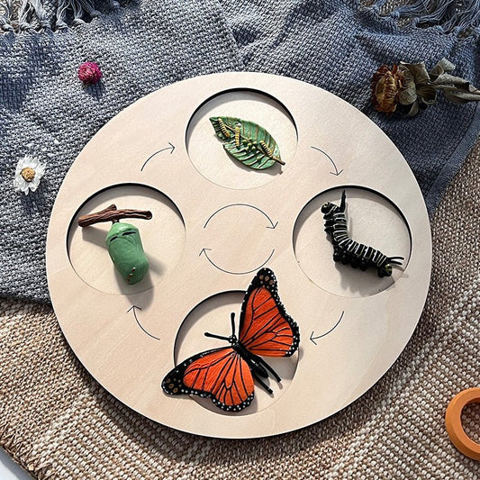 Modèle insecte éducatif - cycle de vie - KIWI UNIVERS