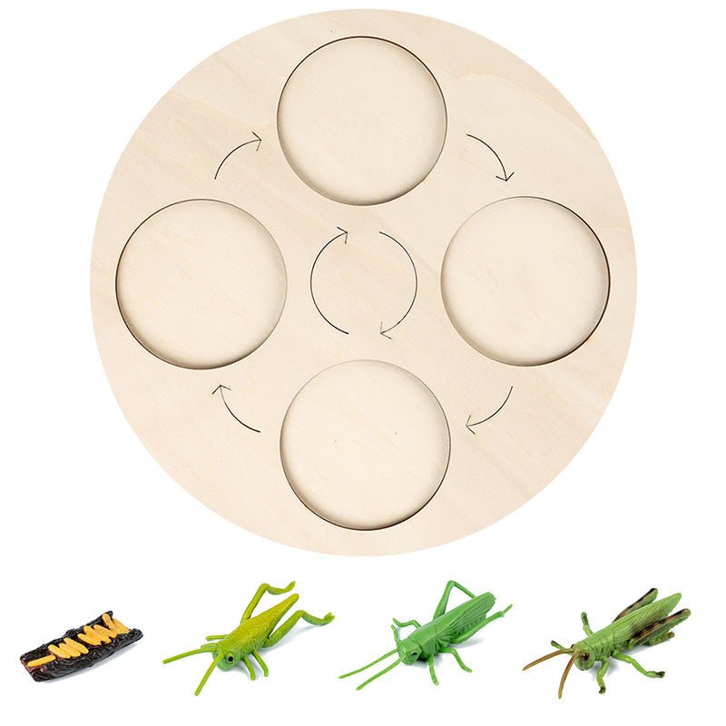 Modèle insecte éducatif - cycle de vie - KIWI UNIVERS