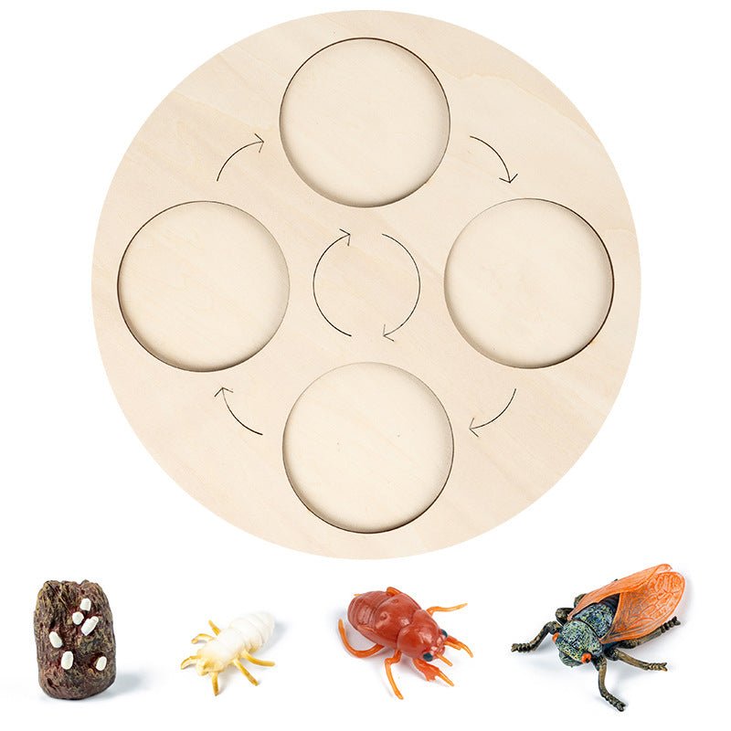 Science And Education Cognitive Toys 0.4 Simulation Animal And Plant Model Life Growth Cycle Teaching Aids For Young Children - KIWI UNIVERS