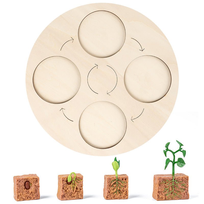 Science And Education Cognitive Toys 0.4 Simulation Animal And Plant Model Life Growth Cycle Teaching Aids For Young Children - KIWI UNIVERS