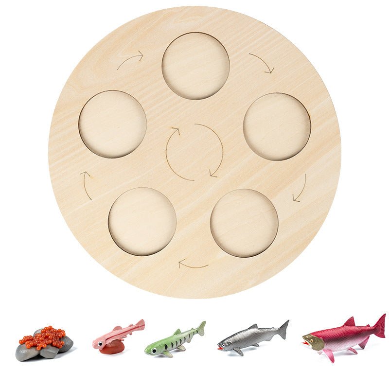 Modèle insecte éducatif - cycle de vie - KIWI UNIVERS