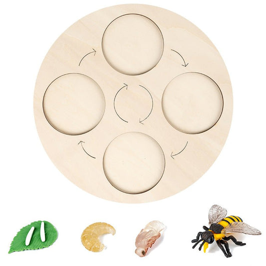 Science And Education Cognitive Toys 0.4 Simulation Animal And Plant Model Life Growth Cycle Teaching Aids For Young Children - KIWI UNIVERS
