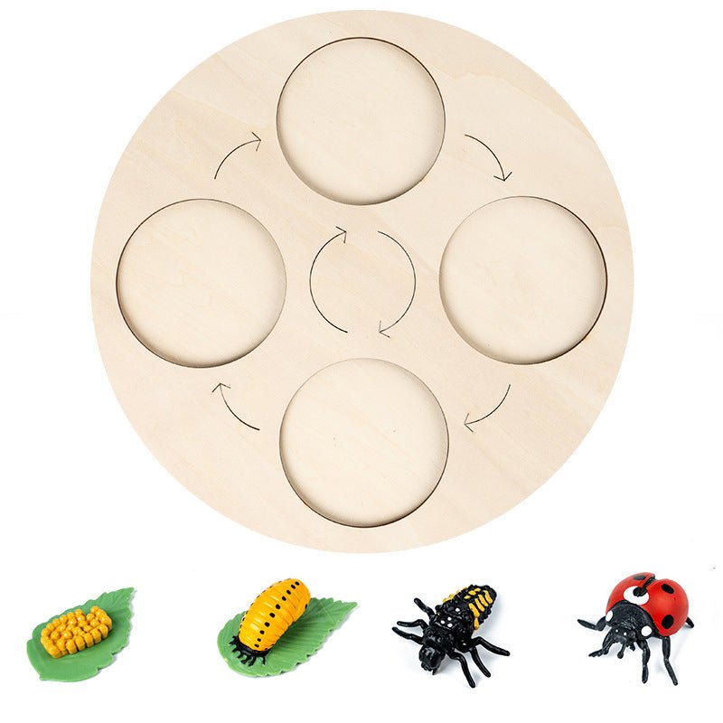 Modèle insecte éducatif - cycle de vie - KIWI UNIVERS