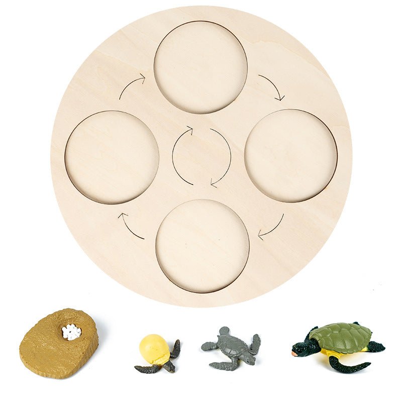 Modèle insecte éducatif - cycle de vie - KIWI UNIVERS