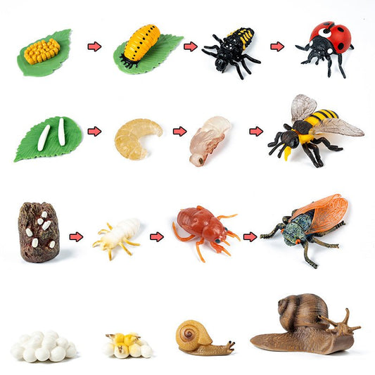 Science And Education Cognitive Toys 0.4 Simulation Animal And Plant Model Life Growth Cycle Teaching Aids For Young Children - KIWI UNIVERS