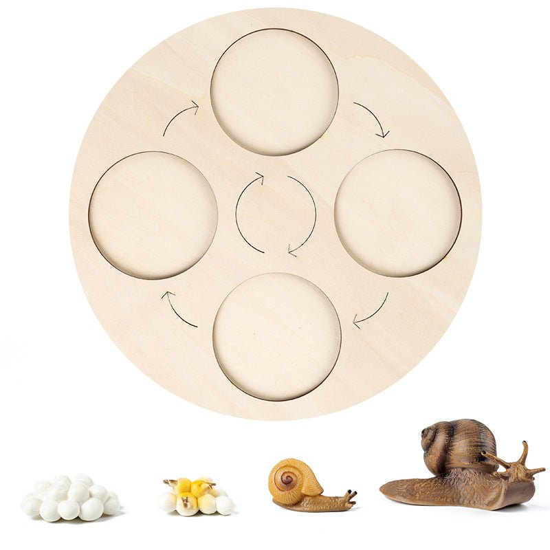 Science And Education Cognitive Toys 0.4 Simulation Animal And Plant Model Life Growth Cycle Teaching Aids For Young Children - KIWI UNIVERS