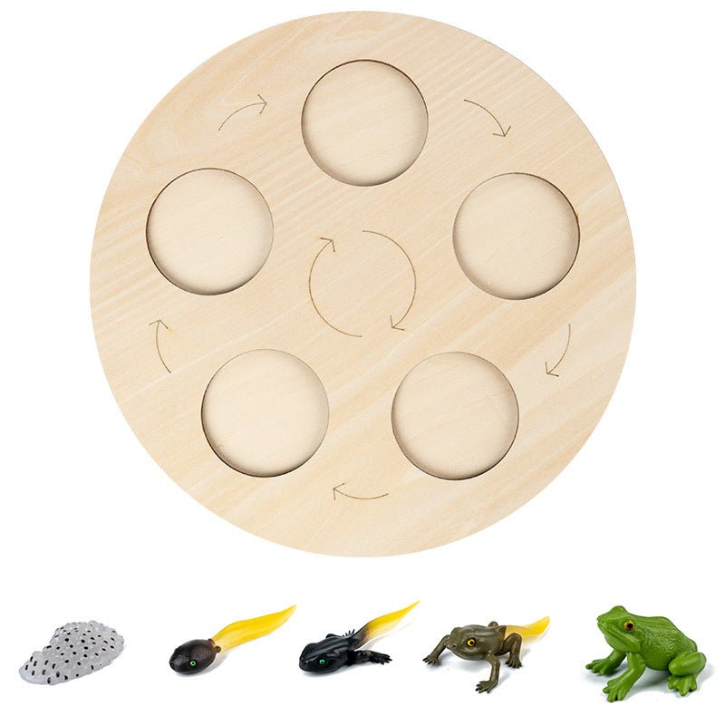 Modèle insecte éducatif - cycle de vie - KIWI UNIVERS